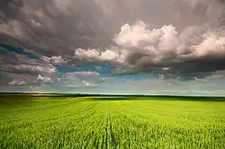 Wheat field in Banat