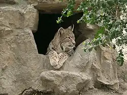 Eurasian lynx