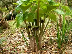 Flowers under canopy
