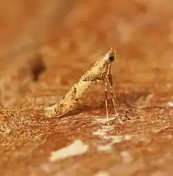 An image of Caloptilia honoratella