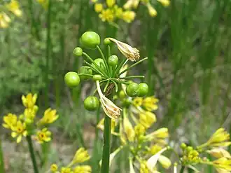 Developing fruit
