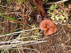 Gyromitra perlata