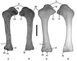 Four bones laying parallel to one another, the two on the left are dark while the two on the right are pale