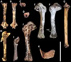 11 dark brown fossilized bones placed perpendicular to each other against a black background