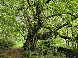 An ancient oak tree on an old winter carriage road of Nannau