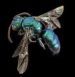Example species. Green bee.