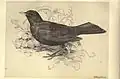 'Blackbird,' from plate 20 of Birds from Moidart and elsewhere (1895)
