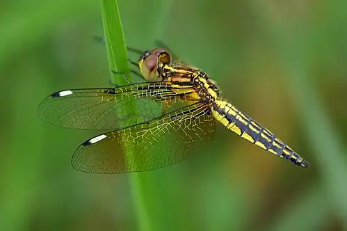 Palpopleura sexmaculata juvenile male
