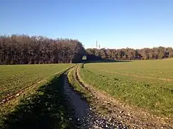 Vue du Bois de la Morte à Pizay en novembre 2013.