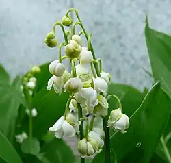 Double-flowered 'Flore Pleno'