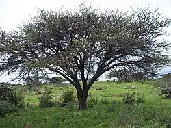 Tree named huizache.