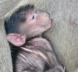 photograph of a young baboon suckling its mother