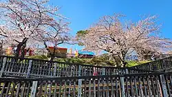 Cherry blossoms in spring