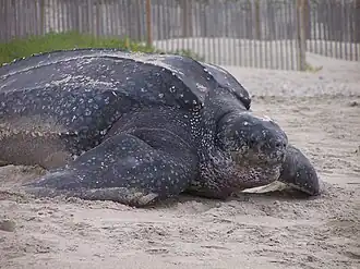 Close_up_of_Leatherback_turtle_-_DPLA_-_d4ddd2fbaacd1721cf967f9263e08909