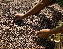Person sorting coffee beans in Ethiopia