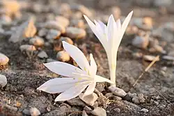 Colchicum persicum in Behbahan