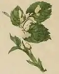 Mined rose leaf with a case attached.