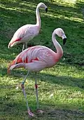 Chilean flamingoes