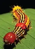 Larvae - last instar