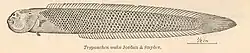 An image of Trypauchen wakae (Paratrypauchen microcephalus) by Jordan and Snyder