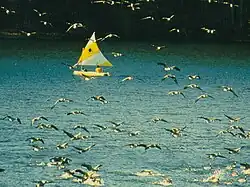 A flock of Canadian geese flying in front of a yellow sailboat with a yellow and white sail on a blue lake