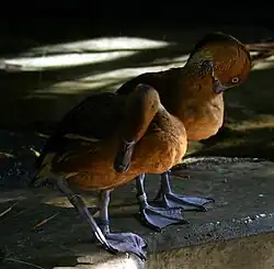 Fulvous whistling ducks (Dendrocygna bicolor).