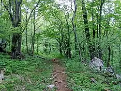 Forest near Gerovo