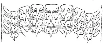 #110 (26/6/1935), Details of the radular teeth of the same specimen (Cadenat, 1936:282, fig. 3)
