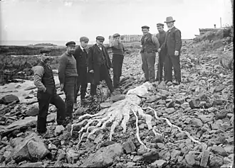 ?#94 (?/?/1922), Another view of the Keiss specimen (see alternate take)