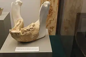 Replica of a Gigantopithecus blacki jaw on display in Diversity of Life