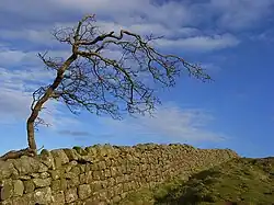 Hadrian's Wall Milecastle and Turret