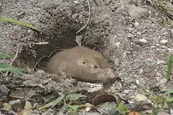 Brown gopher head