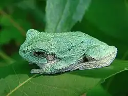 Cope's gray tree frog (Hyla chrysoscelis)