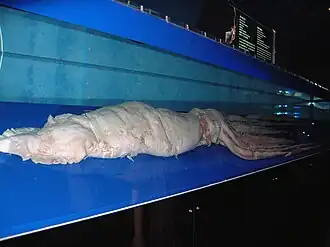#349 (?/8/1994) Specimen exhibited at Okinawa Churaumi Aquarium, Japan, measuring 6.37 m in total length including its intact tentacles