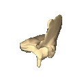 Shape of temporal bone (left)