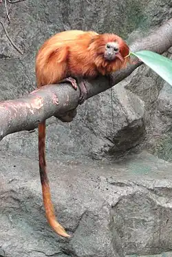 Brown monkey