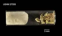 Leptodiadema purpureum