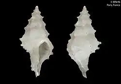 Leptotrophon biocalae Houart, 1995.