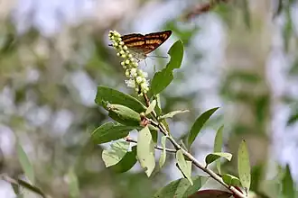 Pandita sinope [ms] on a Acacia melanoxylon