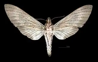 Manduca manducoides ♀ △