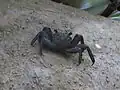 un-id'ed Crab