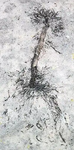 Fossilized Medusaegraptus algae