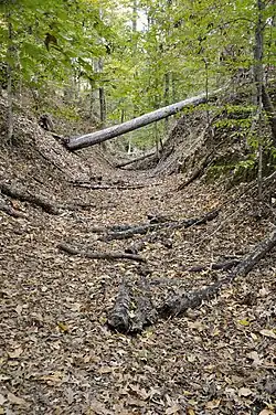 Photograph of a narrow, leaf-covered trail surrounded by a low rise of land on both sides, with a fallen tree blocking the path on the middle distance