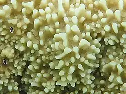 Polyps of Montipora monasteriata