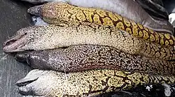 Captured morays on fish market in Madeira