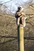 Northern plains gray langur (Semnopithecus entellus) in Zooparc de Trégomeur, 2025