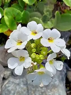 Close-up of flowers