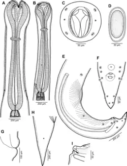 Cucullanus austropacificus (Nematoda, Cucullanidae)