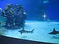 Whitetip reef sharks at the shark exhibit