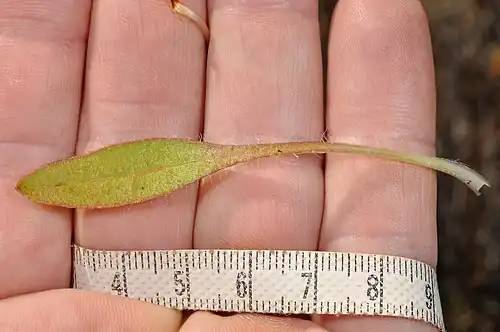 Rosette leaf of Plantago udicola